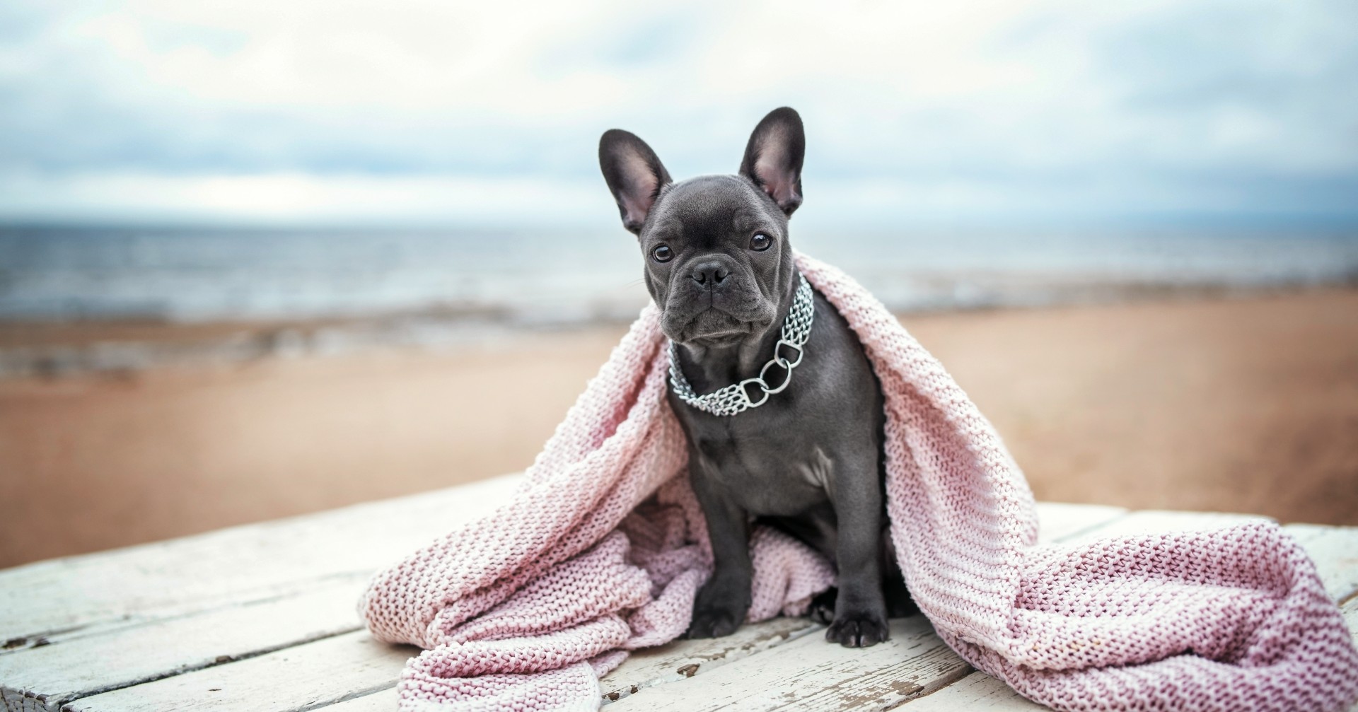 22 Poodles Dog Grooming Sunshine Coast