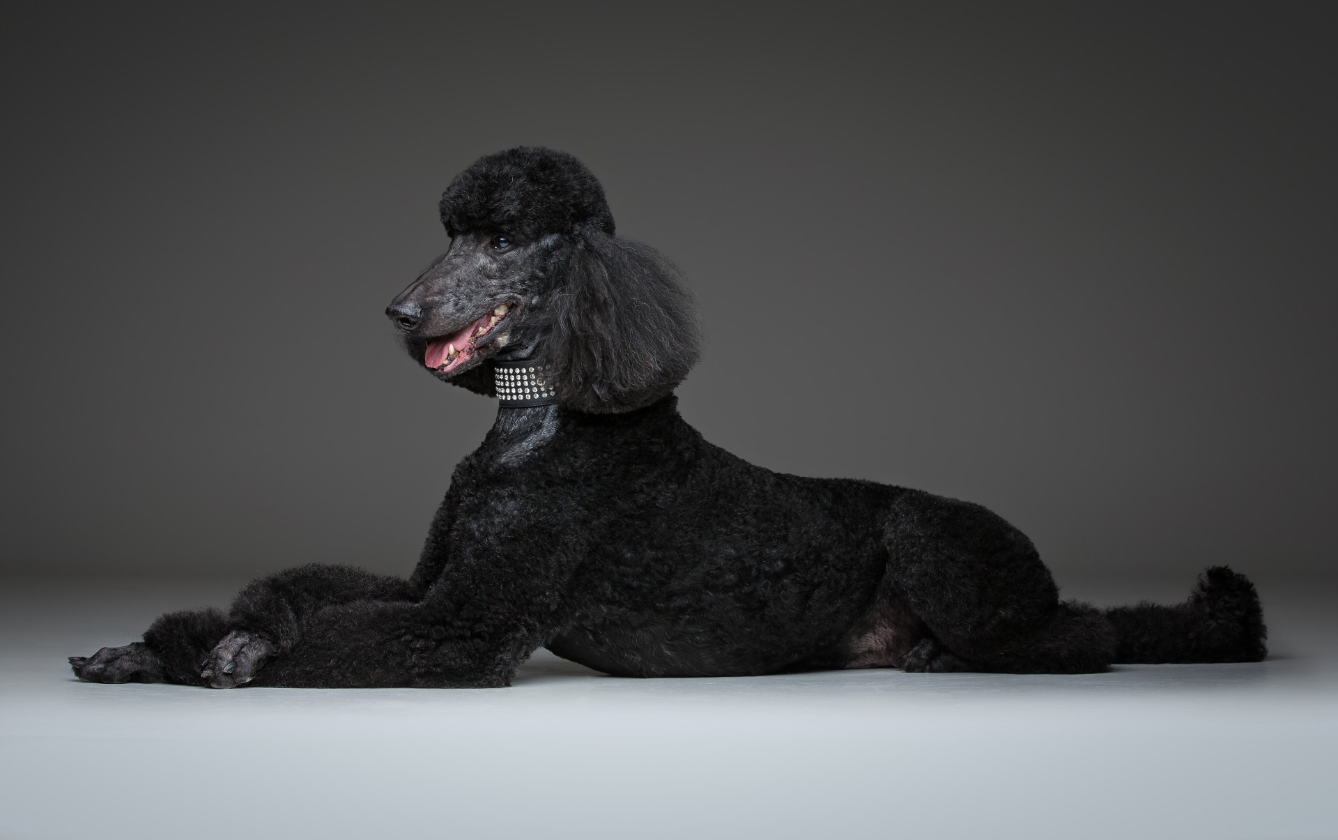 22-poodles-dog-grooming-sunshine-coast