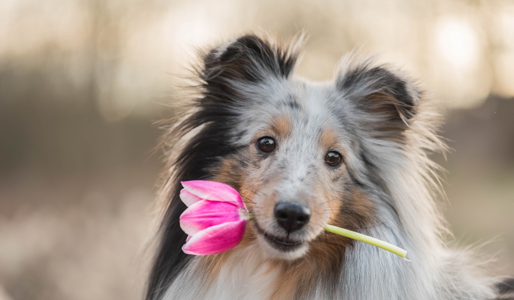 22 Poodles Dog Grooming Sunshine Coast