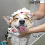 dog-bathing-service.jpg