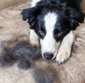 Dog Deshedding Sunshine Coast