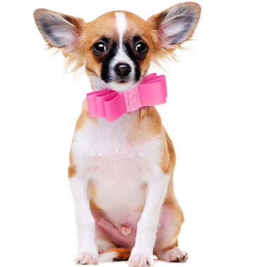 Dog Grooming Service Sunshine Coast