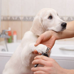 Hygiene clean for dogs